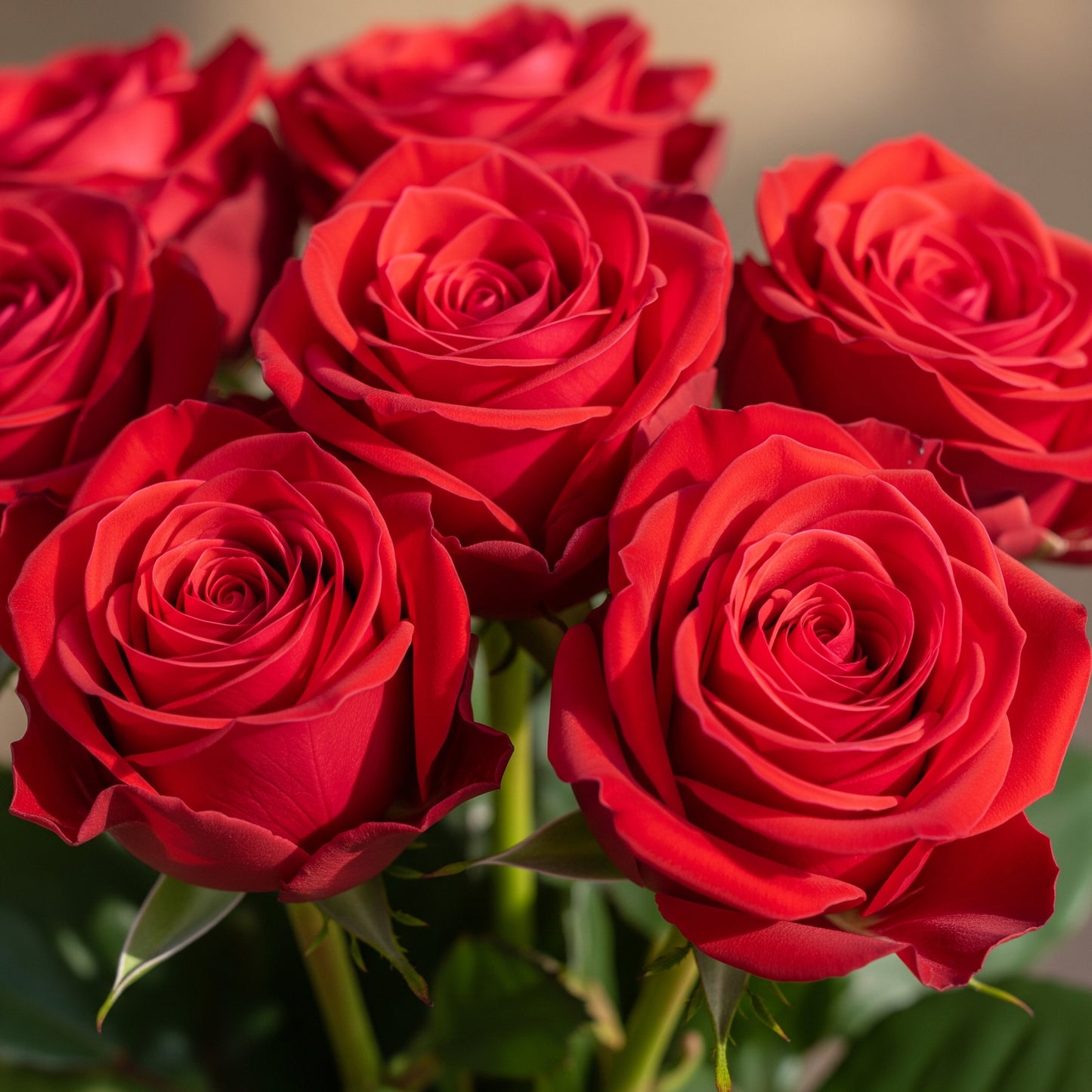 Rose Care PDF Guide