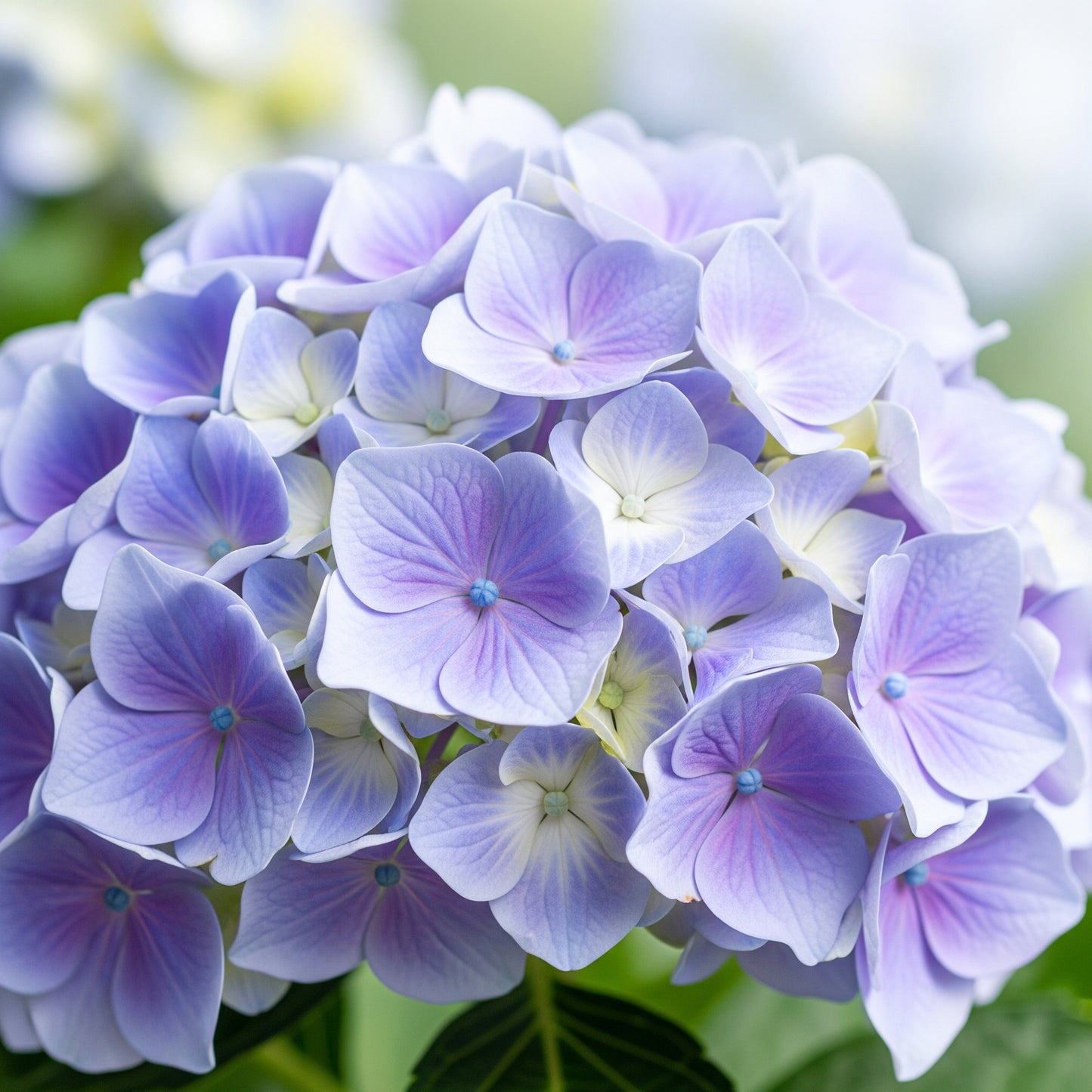 Hydrangea Care PDF Guide