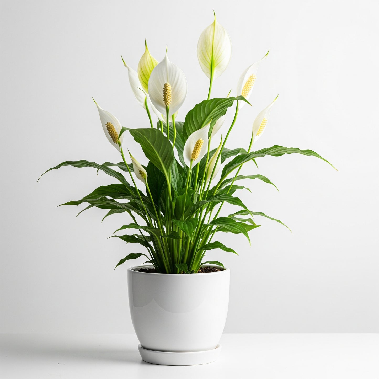 Peace Lily Care PDF Guide