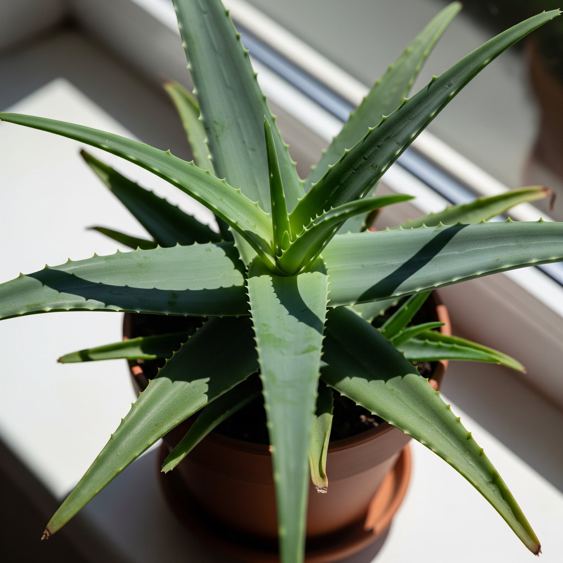 Aloe Vera Care PDF Guide – The Plant Help Center